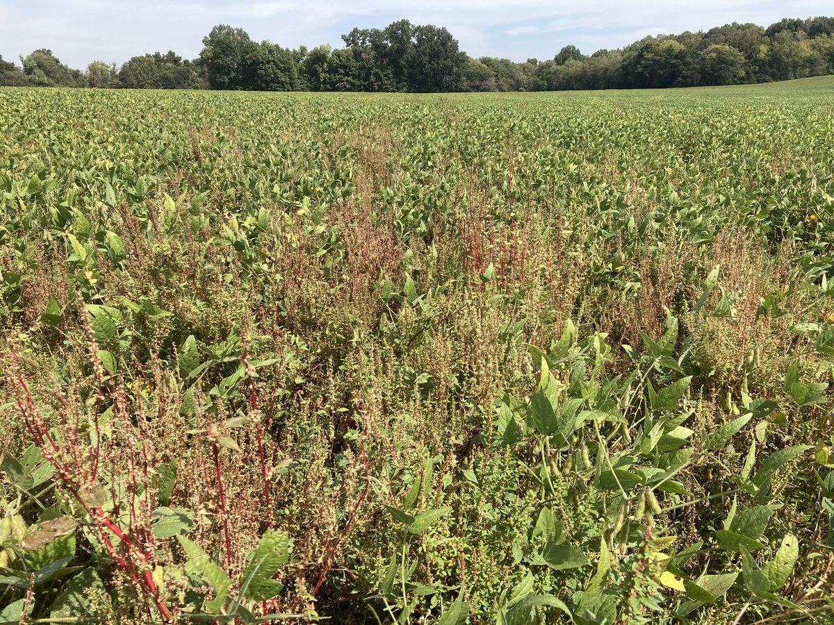 Waterhemp surviving multiple Engenia applications