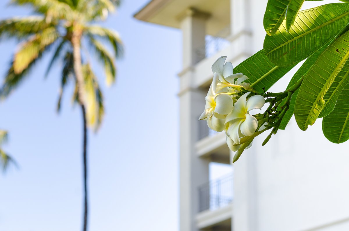 Fairmont Orchid, Hawaii (@fairmontorchid) on Twitter photo Plumeria flowers bloom year-round at <a href="/fairmontorchid/">Fairmont Orchid, Hawaii</a> and represent love & new beginnings. In Hawaiian culture, when a woman wears a plumeria behind her left ear, it means she's in a relationship. 📸 <a href="/pixiebugstudio/">June K. Harper</a>
#fairmontorchid #hawaii Plumeria flowers bloom year-round at <a href="/fairmontorchid/">Fairmont Orchid, Hawaii</a> and represent love & new beginnings. In Hawaiian culture, when a woman wears a plumeria behind her left ear, it means she's in a relationship. 📸 <a href="/pixiebugstudio/">June K. Harper</a>
#fairmontorchid #hawaii