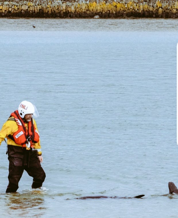 Elviscourtmac's tweet photo. Courtmacsherry Harbour Lifeboat was called to aid a dolphin who got lost  this morning @initandthat #RNLI photos with thanks by @GearoidHolland  Two other gentlemen also very kindly participated in guiding our little friend back out to sea. https://t.co/C9r8u1jlaN