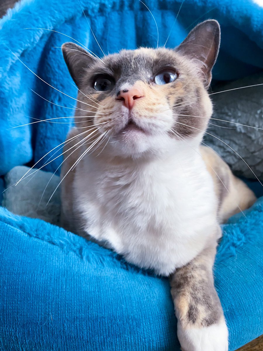 Sttarbabyy's tweet photo. Iz a wainy day🙀 I stayz here, no wain pwease 😾 I sweep awl day ~ Wuv, Cloud ☁️ 

#Cloud #Cat #Cats #thursdayvibes #thursdaymorning #CatsofTwittter #catsofinstagram #pets #cute https://t.co/gbYBIY1yRT