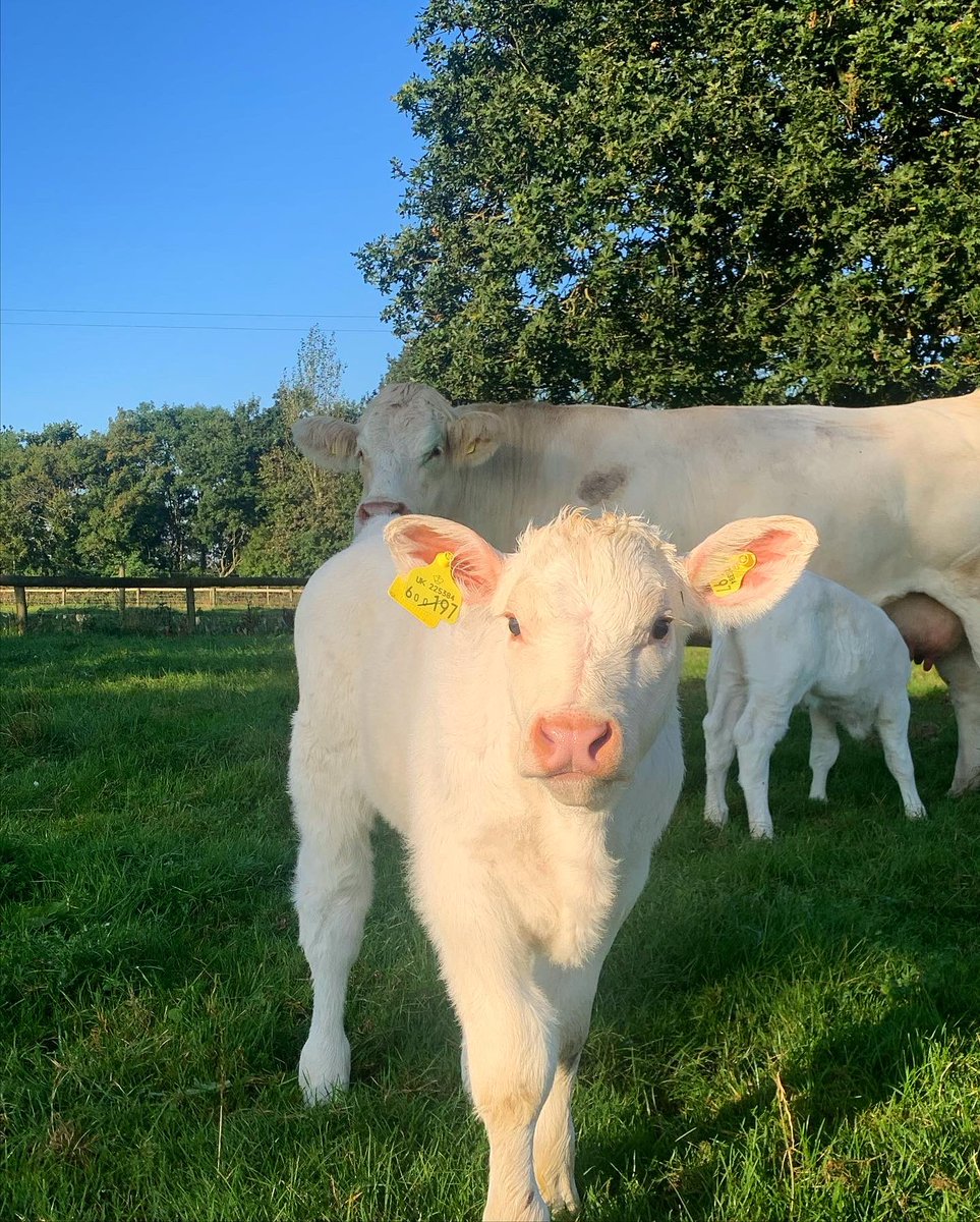 Annabelle Howell tweet media