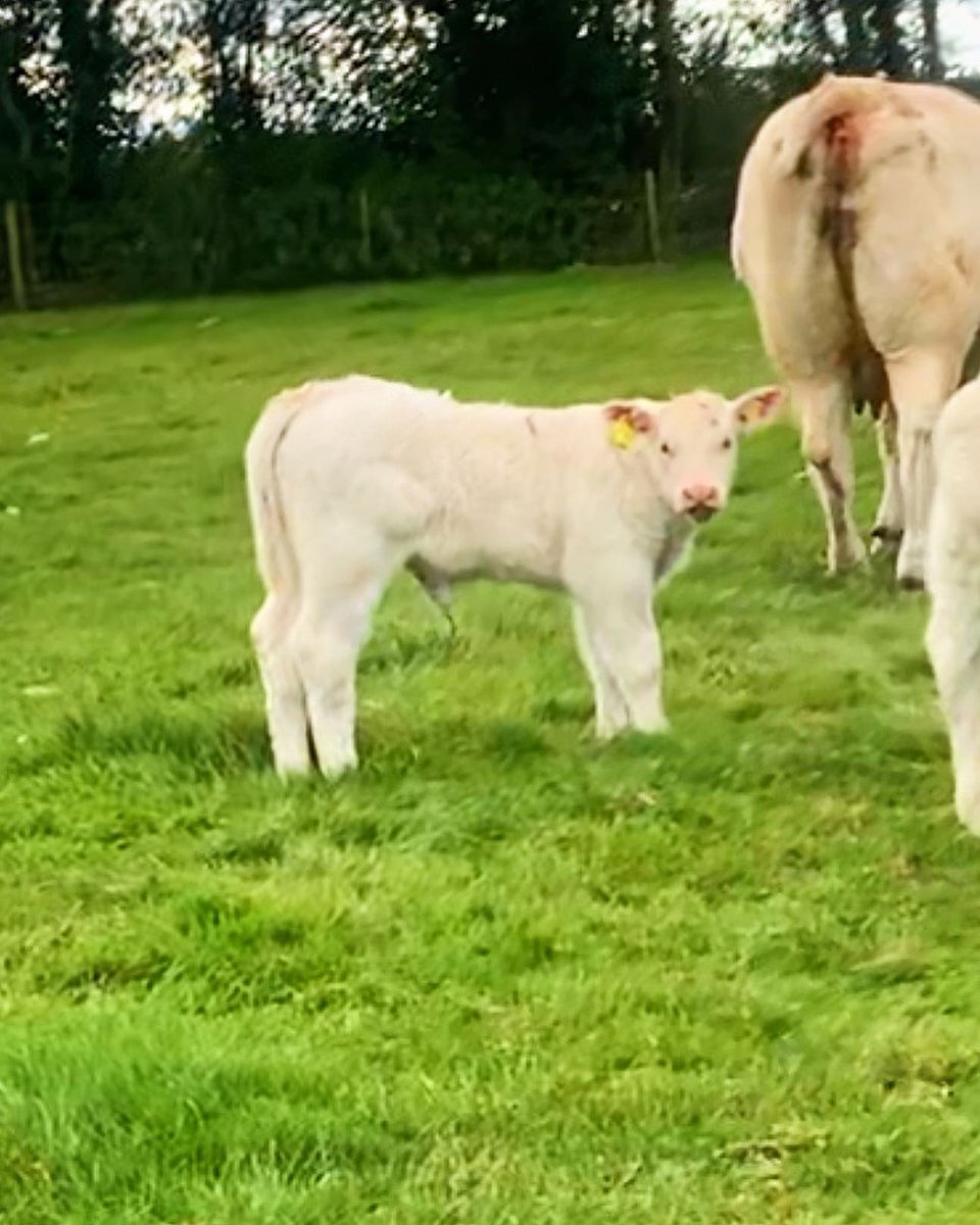 Annabelle Howell tweet media