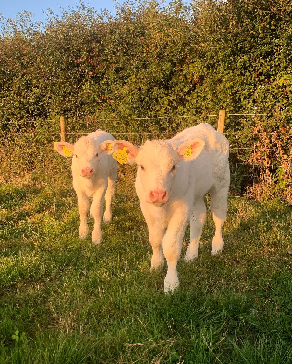 Annabelle Howell tweet media