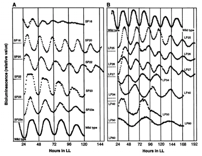 SRBR_Outreach's tweet photo. #ThrowbackThursday to 1994. Kondo, @susanksgolden, Johnson et al. developed an automated system using a #circadian reporter gene to find 12 clock mutants (& candidate #clock loci) in cyanobacteria. (https://t.co/350WxZCCxc) @ScienceMagazine #cyanoclock https://t.co/mxCS3QICai