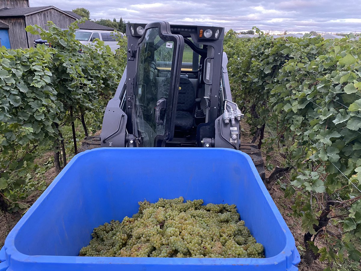 Glen_Elgin's tweet photo. Gorgeous #PinotBlanc on the agenda for one of our #GEVM picking crews early this morning! #handharvested #handpicked #harvest21 #sustainableviticulture https://t.co/hRjluSJFfM