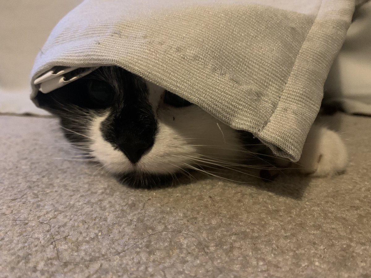jojolarrieu's tweet photo. #cheesecat the stealth cat ๐คฆ๐ปโโ๏ธ https://t.co/ZbksNBRtwF