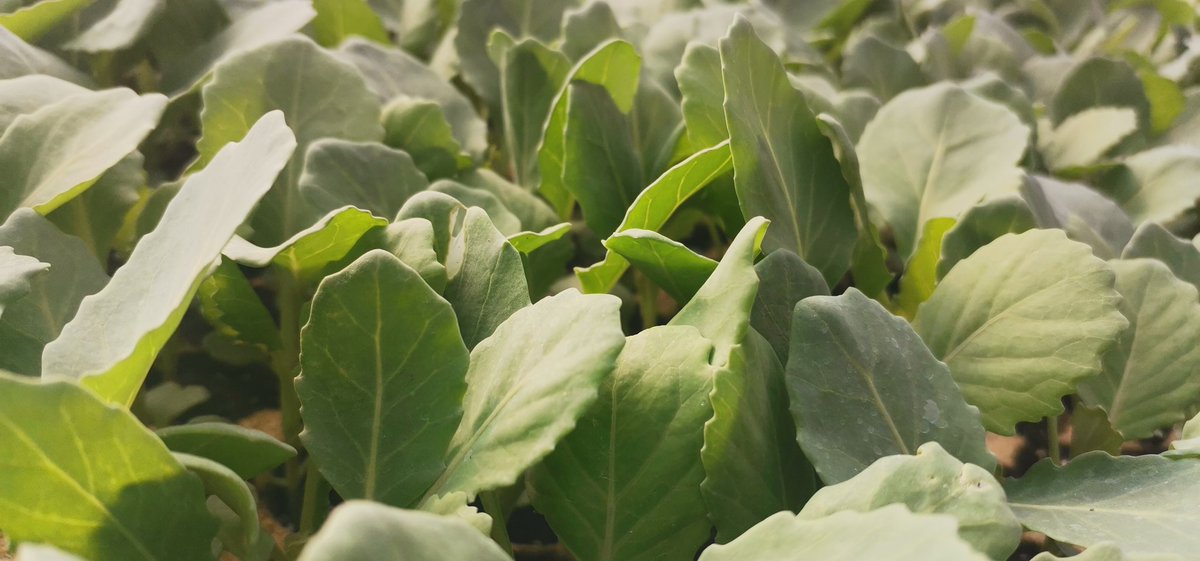 bo_moola's tweet photo. #Seedlings 🌱!!!.
Quality is our primary priority https://t.co/dUueii7Q4E
