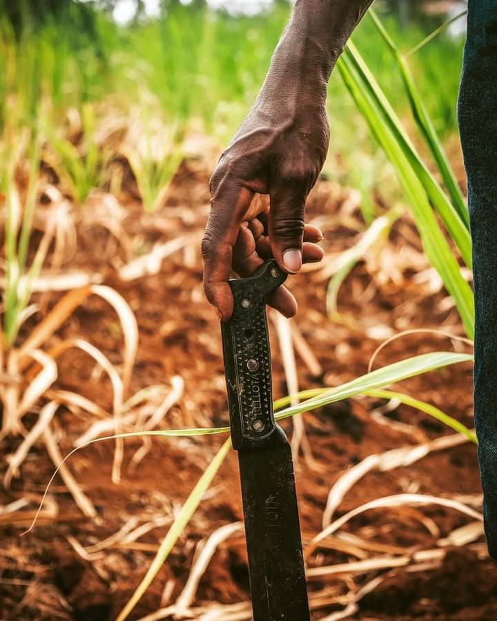 🧕🏿 Le 1er septembre, les stocks de #maïs et de #soja au Mali étaient plus importants que prévu, mais l'offre de #blé était plus légère.