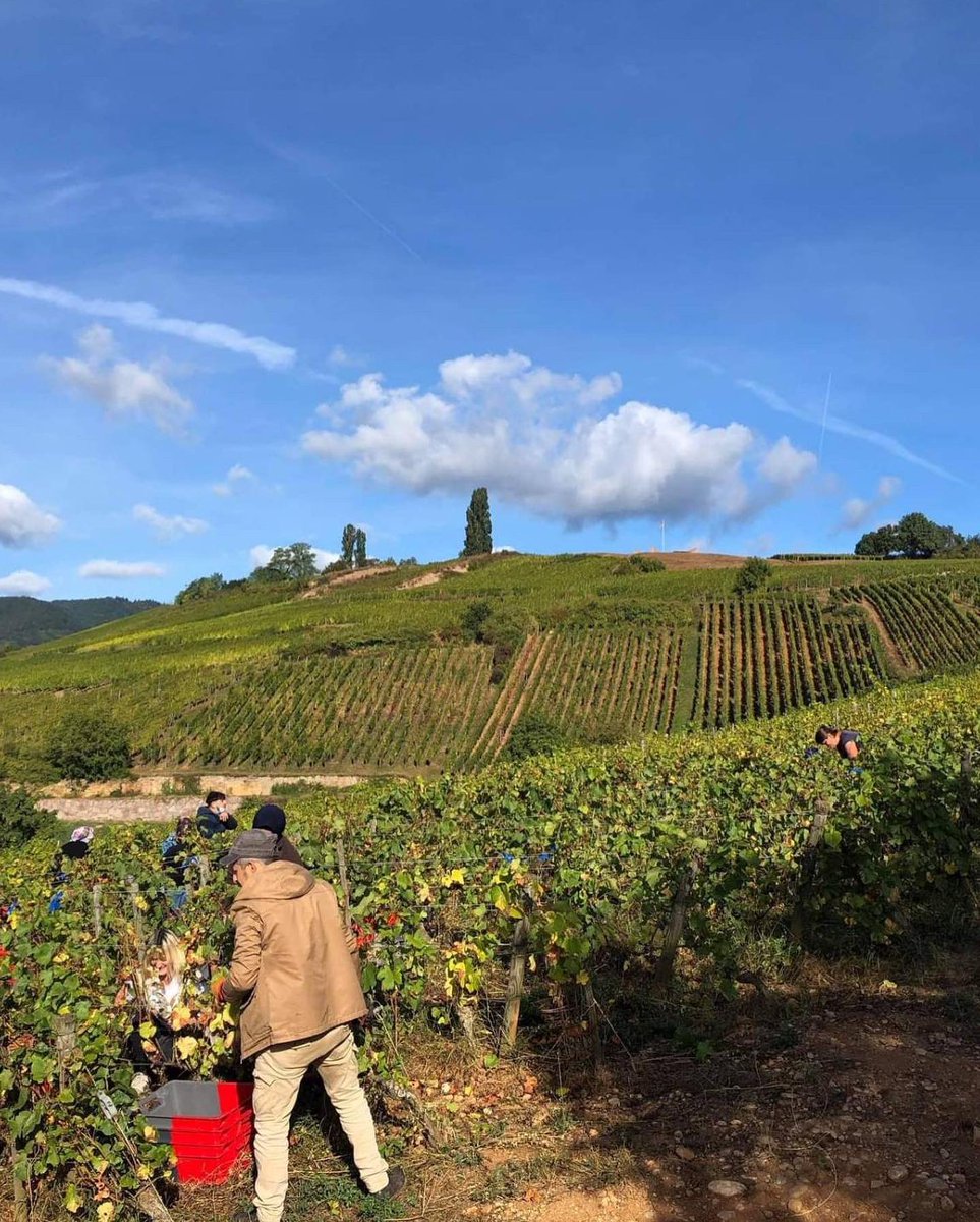 domainedeiss's tweet photo. Première semaine de vendanges au Domaine. 
Les magnifiques raisins du Mambourg  cueillis ce matin nous ont redonné le moral mais ne sauront  compenser les volumes historiquement bas qui sont récoltés en ce moment …#Vendanges2021 https://t.co/hM45jVvV4O