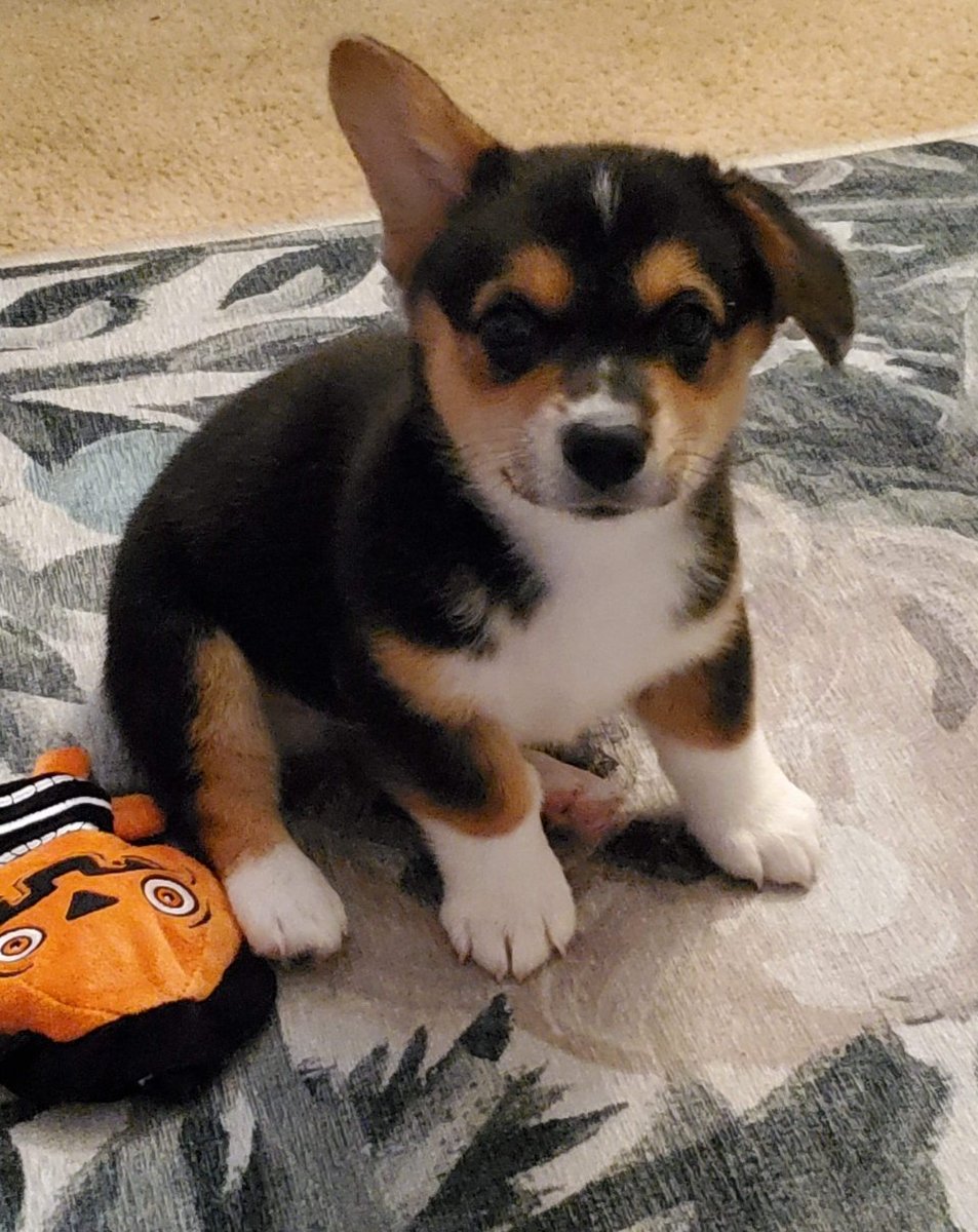 jaded_redhead's tweet photo. @pets468 I love the one ear up look... https://t.co/kZFhSy2eXn