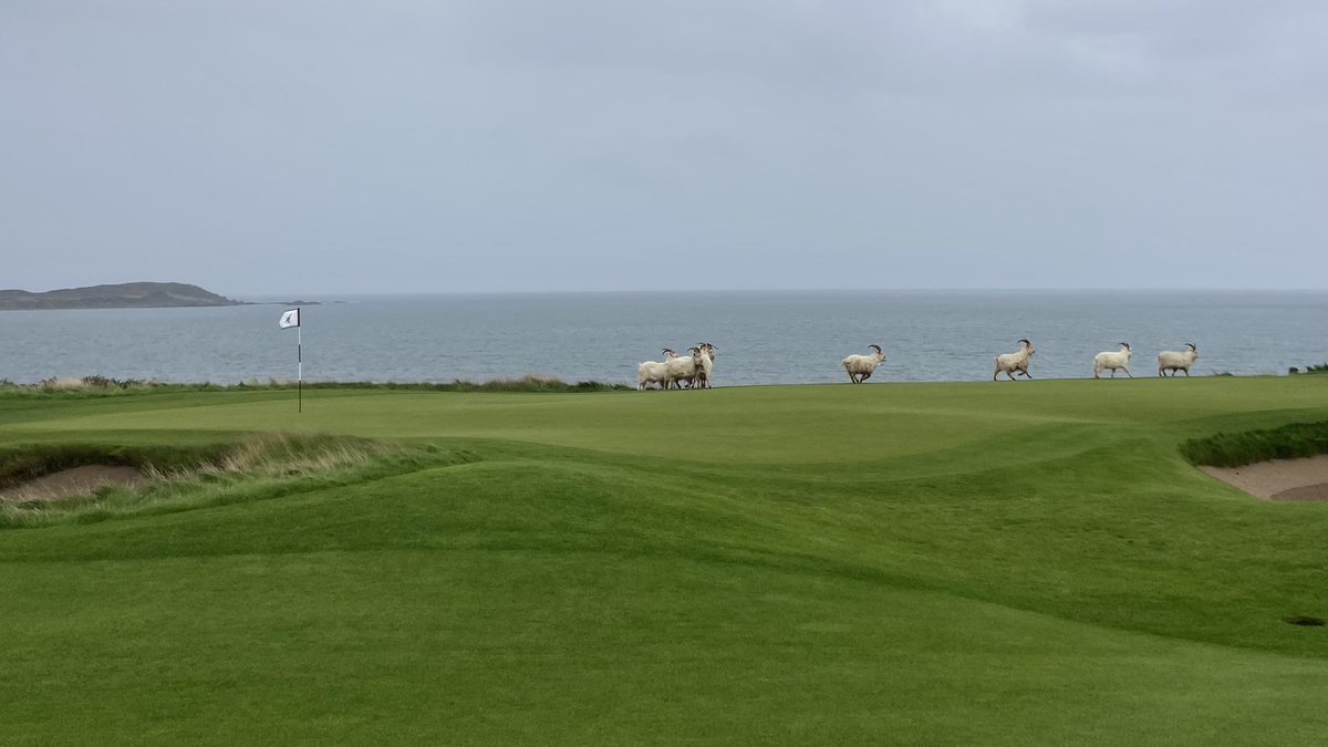 Campbell on the greens tweet media