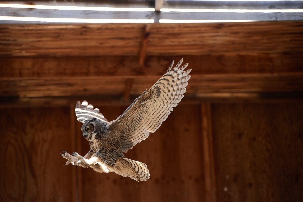 Wildlife Center of Silicon Valley tweet media