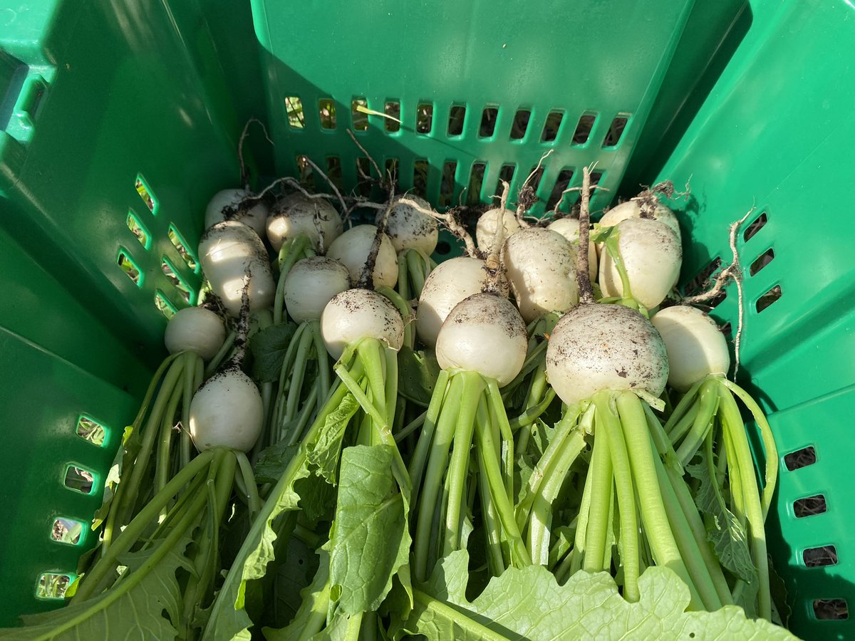 HMESOutdoorEd's tweet image. Harvested over 30# of produce from our garden t pray to go home with our backpack program tomorrow! @HollinMeadowsES @PTAHMES @HmesPartnership
