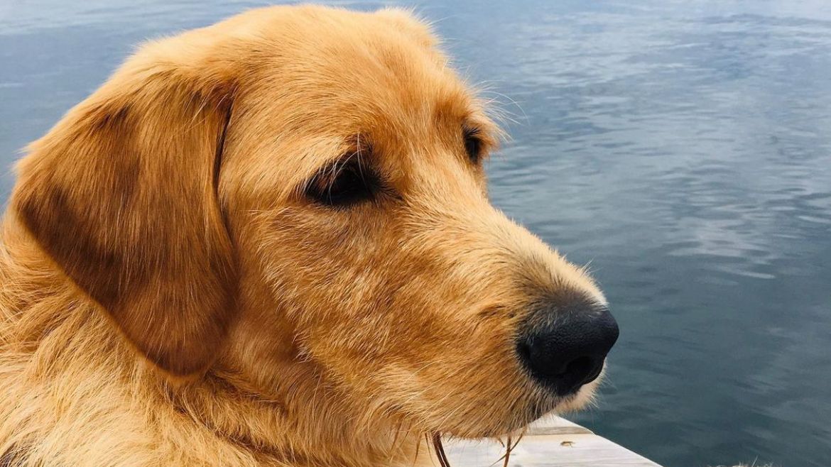 embarkvet's tweet photo. 100% of our followers guessed this dog's #1 breed wrong! 🤯 Read our most recent blog post to decode this mutt mystery 🧬 👉 https://t.co/c4jK9QFcGK

#EmbarkDecoded #BreedReveal #EmbarkVet #EmbarkWithUs https://t.co/anS08WK8dp