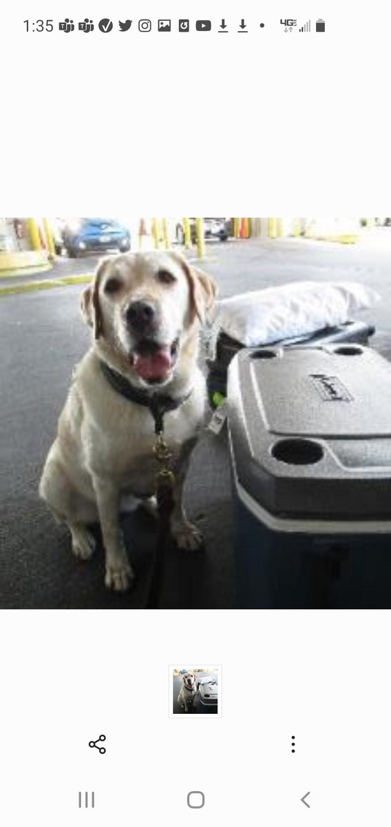 CBPPortDirELP's tweet photo. CBP Agriculture K-9 Keela strikes twice in one day!  Keela alerted to two separate vehicles with undeclared pork products resulting in fines to the passengers.  CBP would like to remind everyone to please declare all Agriculture products.  #knowbeforeyougo https://t.co/m8gwoMfUvl