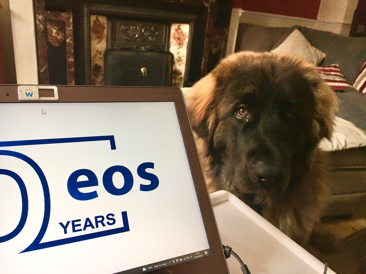 With our DGS Mock Exam 1 being released tomorrow the Eos team has been busy!

Getting content prepared and ready for our students under the watchful eye of this handsome chap.

#ICAEWcasestudy #ICAEWStudents #dogswithjobs #ICAEWmockexams