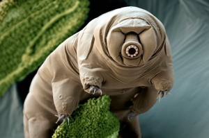 kosh_ze's tweet photo. Tardigrade is my totem animal. https://t.co/tQkiag4Tnt