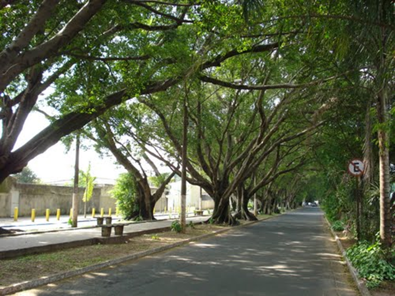 RioClaroGrupo's tweet photo. Árvores de Rio Claro, da apresentação (História da Arborização Urbana de Rio Claro)
Figueiras
#rioclarosp #rioclarogrupo #rioclaro #rio_claro #bomdia #árvores #frases #natureza #CidadeAzul https://t.co/YFr3H0LkRt