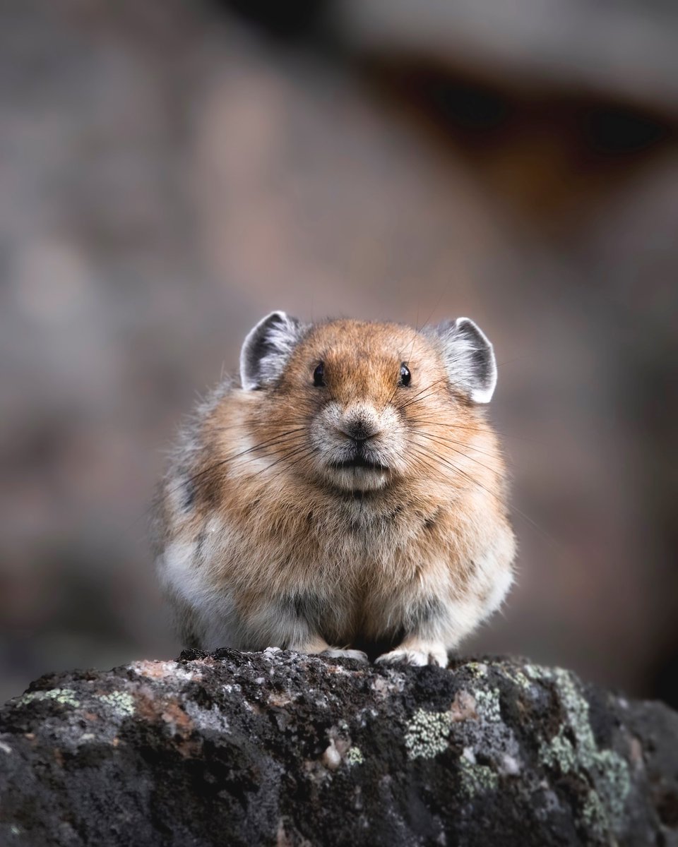 Seth Macey (@sethmacey) on Twitter photo Hey <a href="/JasperNP/">Jasper National Park, Parks Canada</a> , what’s it like knowing you have the most heart melting wildlife around? 👀 Hey <a href="/JasperNP/">Jasper National Park, Parks Canada</a> , what’s it like knowing you have the most heart melting wildlife around? 👀
