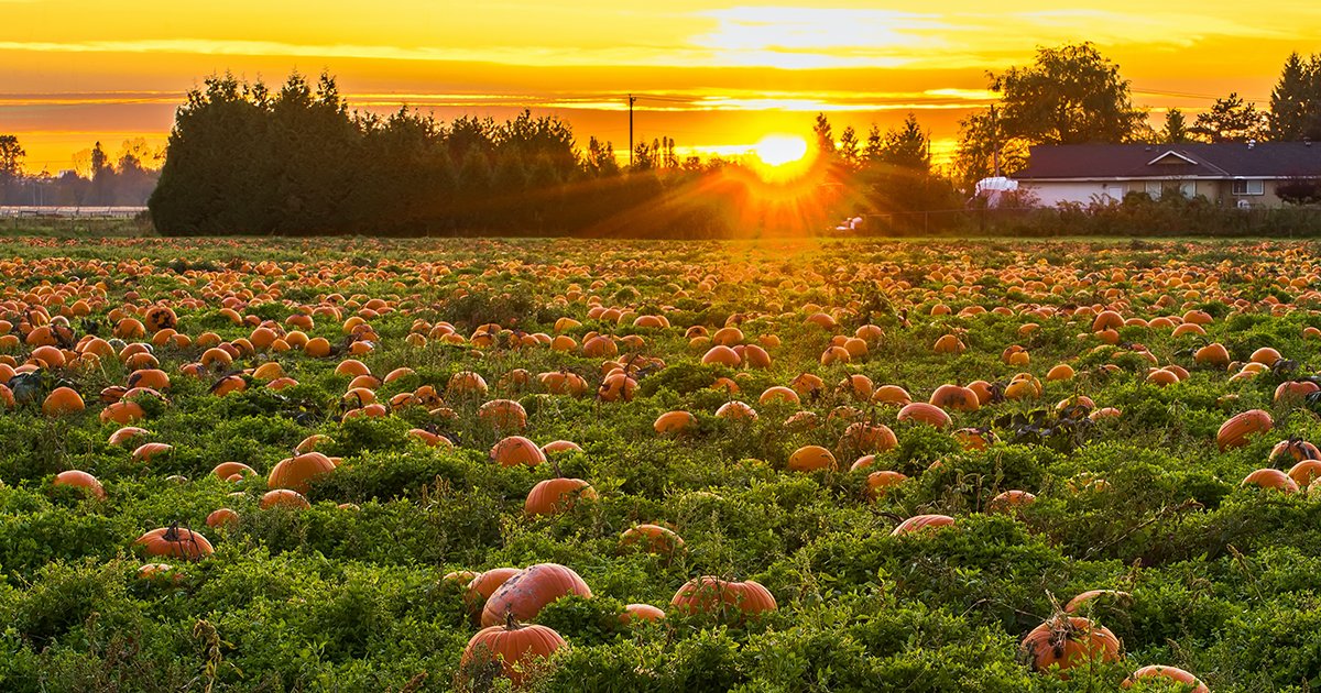 On the search for the perfect pumpkin this fall? It won’t be hard to find. Illinois produces more pumpkins than any U.S. state! Find our go-to pumpkin patches near Chicago at bit.ly/3E4UjJg.