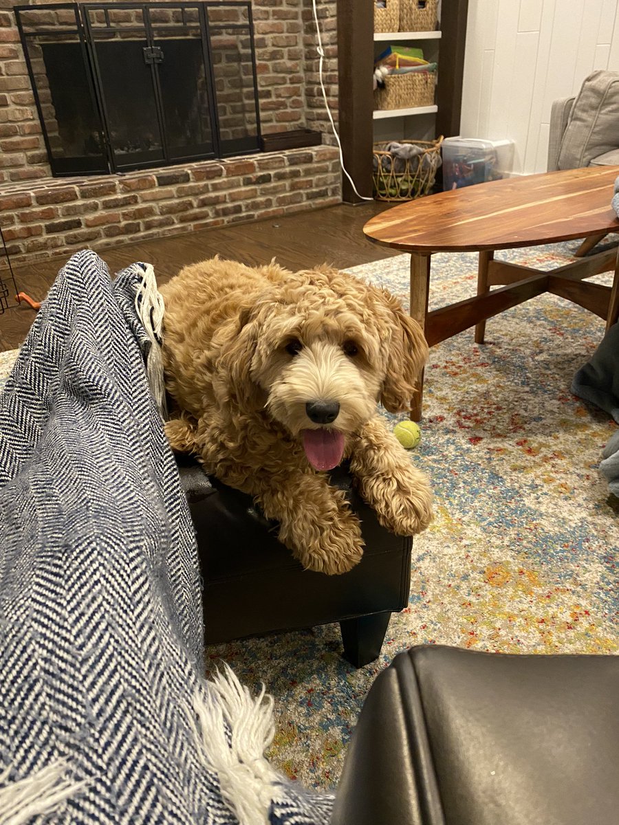 Ruby_RedPanda's tweet image. Dad got suspended from Twitter today. He  wanted anybody following him to know he’ll be back tomorrow. Here’s a picture of me (Ruby)in the mean time @rustyredpandas