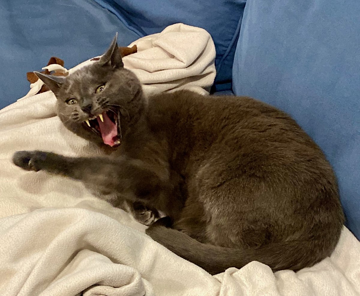 Tried to tell MFer #2 about the presence of MFer #1 and this is the reaction I got … (it’s a yawn).