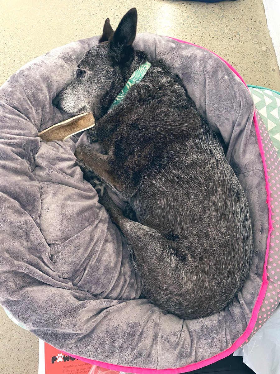 ZaraBlue6's tweet photo. It’s Friday… and I’m not feeling the work thing. Please do not disturb. ☺️😉 #dogsoftwitter #dogs https://t.co/IzOrORJVyz