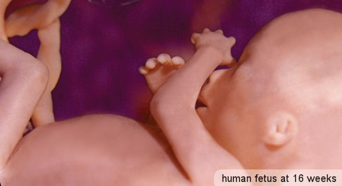 LifeNewsHQ's tweet photo. Science Confirms Unborn Children are Human Beings Who Have Actual Beating Hearts at 22 Days https://t.co/UisG8PvyNo https://t.co/M2AznYj4NC