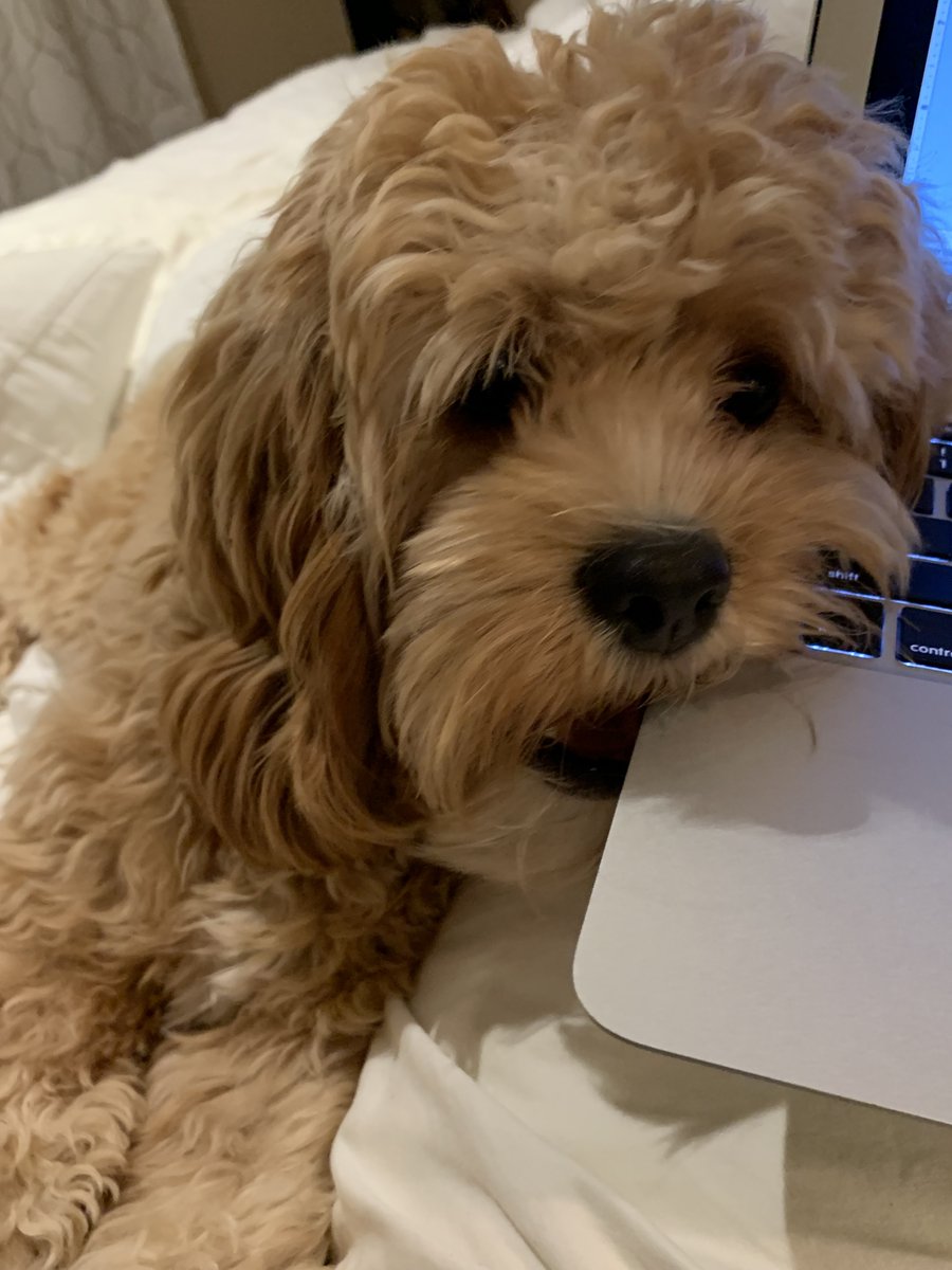 When your dog is trying to tell you that it's late and time to stop grading #teacherlife #historyteacher #highschool #teacher #whatissleep