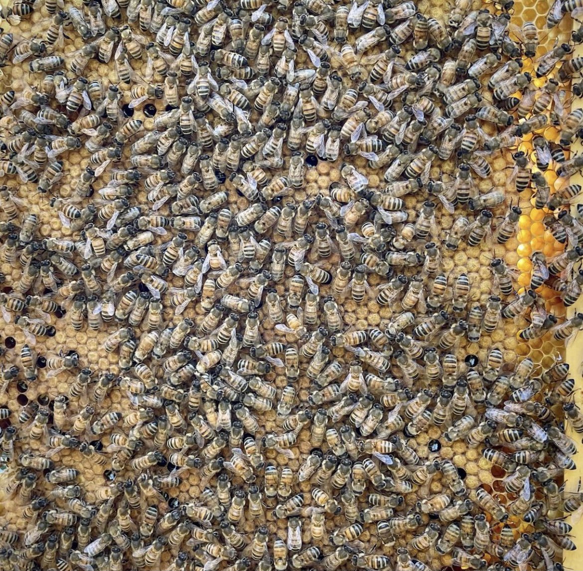 Esta tarde nuestro jefe político <a href="/Carlosorellana9/">Carlos A Orellana</a> acompaño a los técnicos de @AgriculturaAzu a visitas técnicas en #Porrion de #Chordeleg llegamos con ayudas como:
Castrado de chanchos, Crianza de animales menores, Asistencia en Apicultura.
#GobiernoDelEncuentro <a href="/LassoGuillermo/">Guillermo Lasso</a>