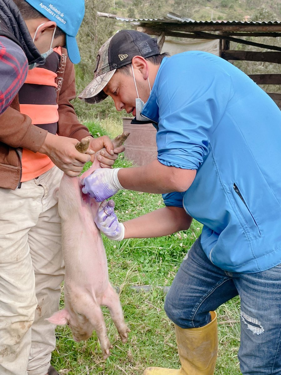 Jefatura_Chorde's tweet photo. Esta tarde nuestro jefe político @Carlosorellana9 acompaño a los técnicos de @AgriculturaAzu a visitas técnicas en #Porrion de #Chordeleg llegamos con ayudas como:
Castrado de chanchos, Crianza de animales menores, Asistencia en Apicultura.
#GobiernoDelEncuentro @LassoGuillermo https://t.co/dieoTFQdxV
