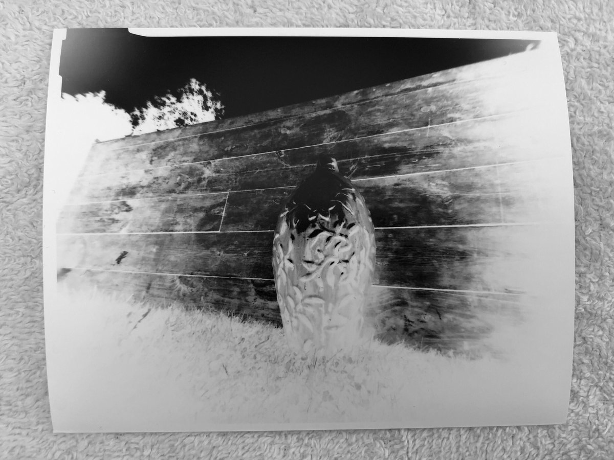 TobyVPhoto's tweet photo. This is another shot from my usage time with #DPCWT2021
#vase with table background
#lenless
#pinholephotography
#lenslessphotography
#pinhole
#papernegative
@ilfordphoto
#IlfospeedG3
#analoguephotography https://t.co/wraK27fIGE