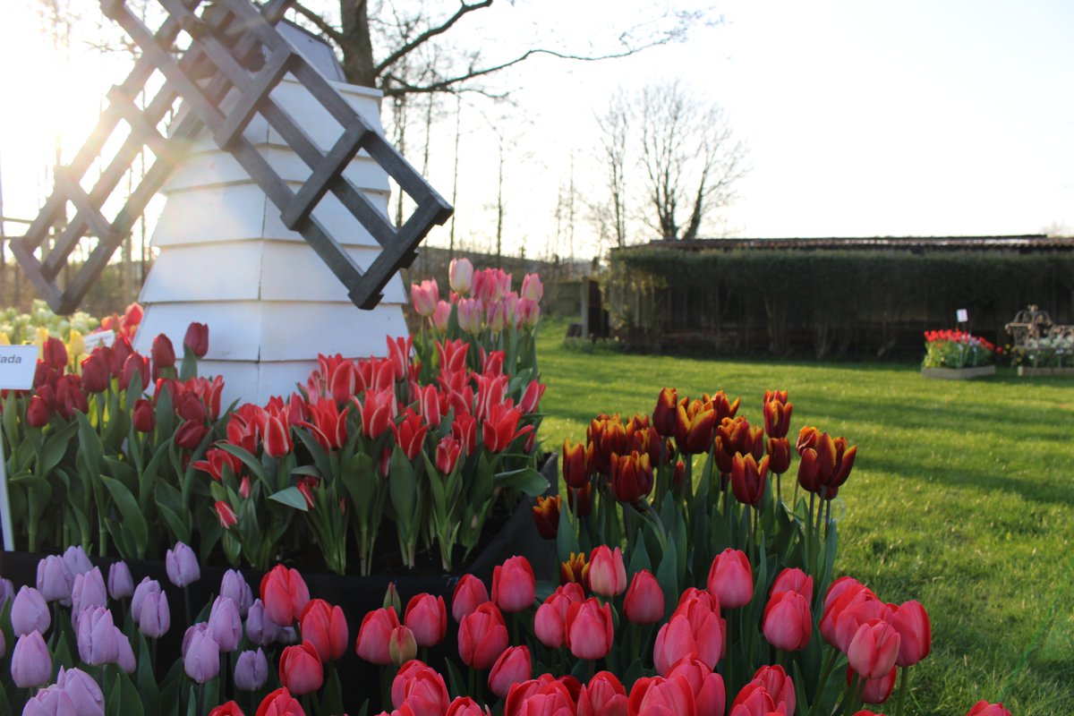 This Friday, Saturday and Sunday we will be open 10am-3pm for customers to collect Tulip orders placed at the Tulip open weekend in April. A wide selection of spring flowering bulbs will be available. We still have a range of fruit trees &amp; bushes plus our usual vegetable seed