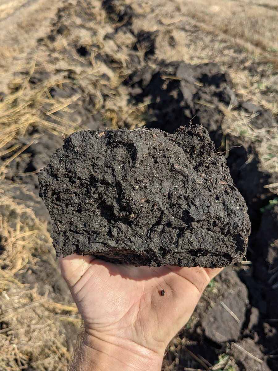 HolmanFarms's tweet photo. This spot has bugged me for 12 yrs, driving past it daily. Random salty spot in the middle of the field. Hell of a kochia crop this yr. Tile only way to really fix it, so glad it's on road to recovery. #Salty #HighMag #Toight @cropcare https://t.co/bckhJ6m4ex