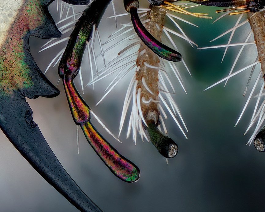 sagaOptics's tweet photo. Tiger beetle, Cicindela hybrida. The wonderful color spectrum unfortunately remains hidden from our eyes. Since our eyes hardly reach this resolution, it appears to us in a soft brown/beige
#tigerbeetle #beetle #insect #insects #insekt #stacking #fokusstacking #nature #entomology https://t.co/J6c6p0nUuW