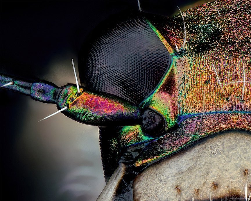 sagaOptics's tweet photo. Tiger beetle, Cicindela hybrida. The wonderful color spectrum unfortunately remains hidden from our eyes. Since our eyes hardly reach this resolution, it appears to us in a soft brown/beige
#tigerbeetle #beetle #insect #insects #insekt #stacking #fokusstacking #nature #entomology https://t.co/J6c6p0nUuW