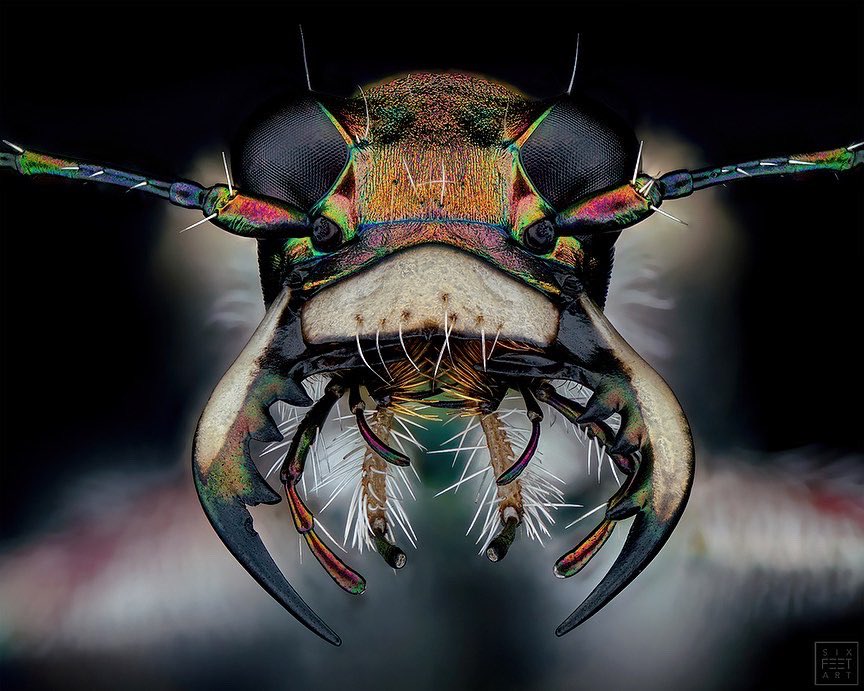 sagaOptics's tweet photo. Tiger beetle, Cicindela hybrida. The wonderful color spectrum unfortunately remains hidden from our eyes. Since our eyes hardly reach this resolution, it appears to us in a soft brown/beige
#tigerbeetle #beetle #insect #insects #insekt #stacking #fokusstacking #nature #entomology https://t.co/J6c6p0nUuW