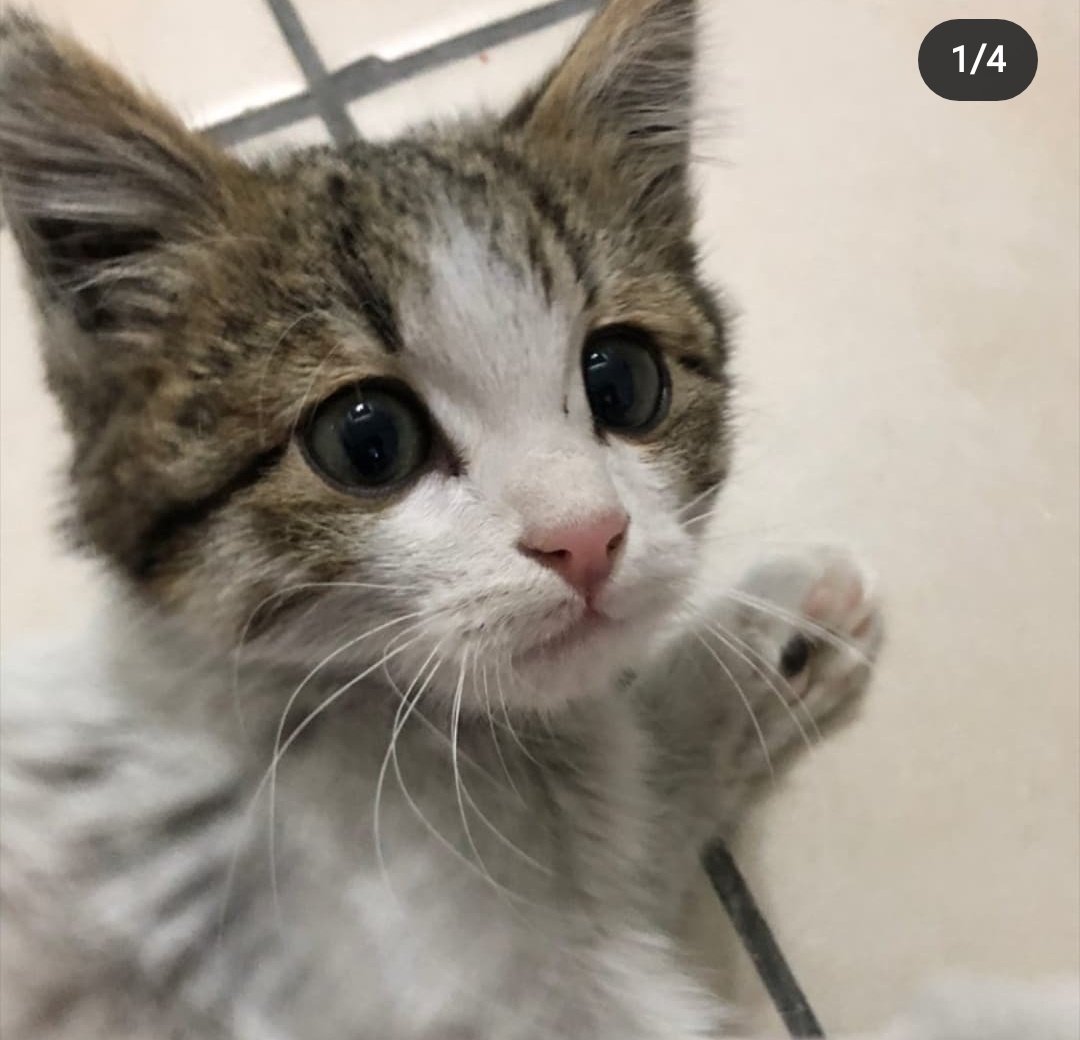 Besiktas Kilit 1903 Twitter