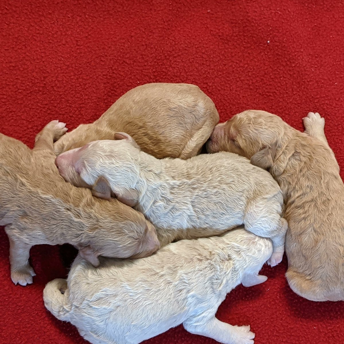 Restoring_Light's tweet image. LabraGoldenDoubleDoodles!

Standard size F2bb Double Doodles: 
father is Goldendoodle 
mother is Labradoodle

boys $2000 
girls $2200 

Born September 26.  Purchase now.  Will be 6 weeks old and able to take home November 7. 

Text  502-500-5156
Email: julianaallen5@gmail.com
