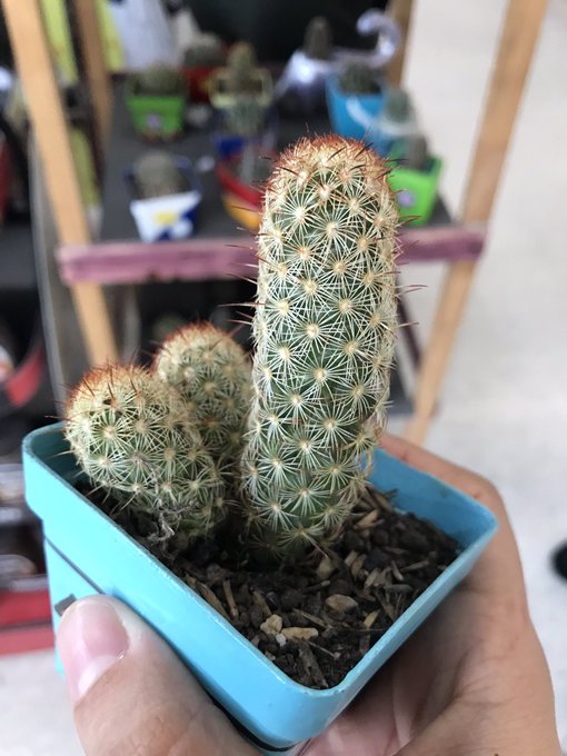 New plant :3 https://t.co/B8aYAAccwO