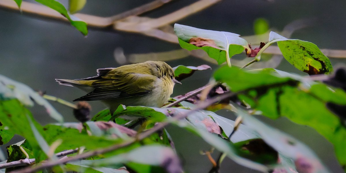 loveworld01's tweet photo. Yellow bellied sapsucker, rose breasted grosbeak, Swansons thrush  and Tennessee warbler at Central Park this afternoon @Audubon_GL @audubonsociety @wcaudubon @CentralParkNYC @BirdCentralPark https://t.co/GSVcodLSyF