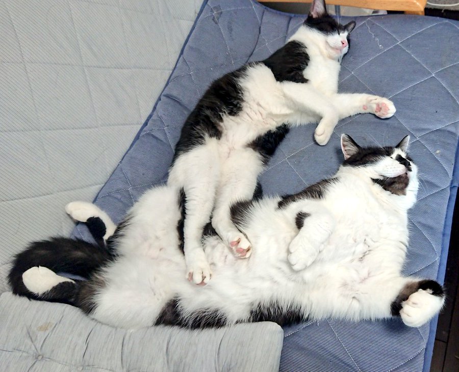 同じ日に生まれた姉弟猫のサイズ差に驚き でっかい弟猫にネット騒然 遠近法 さては食いしん坊 まいどなニュース