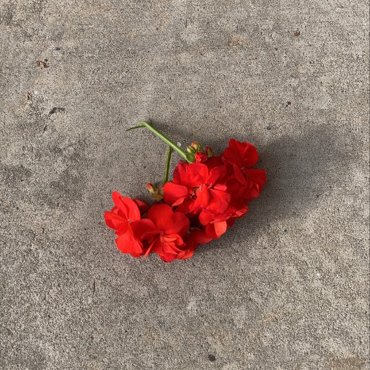 after months of not taking a single new photograph, i had a shoot today and it was genuinely great. also, the fact that our model for today had such a fun time makes it all the more joyous. im back. oh, how i have missed creating with my sweet jane. 

(jane is my camera)