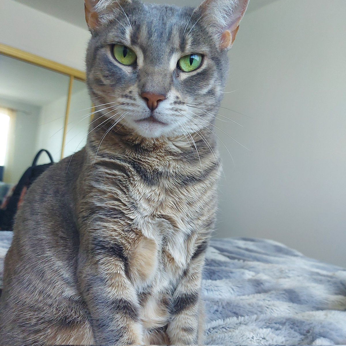 Let her gaze into your soul ✨❤ #CatsofTwittter #pets