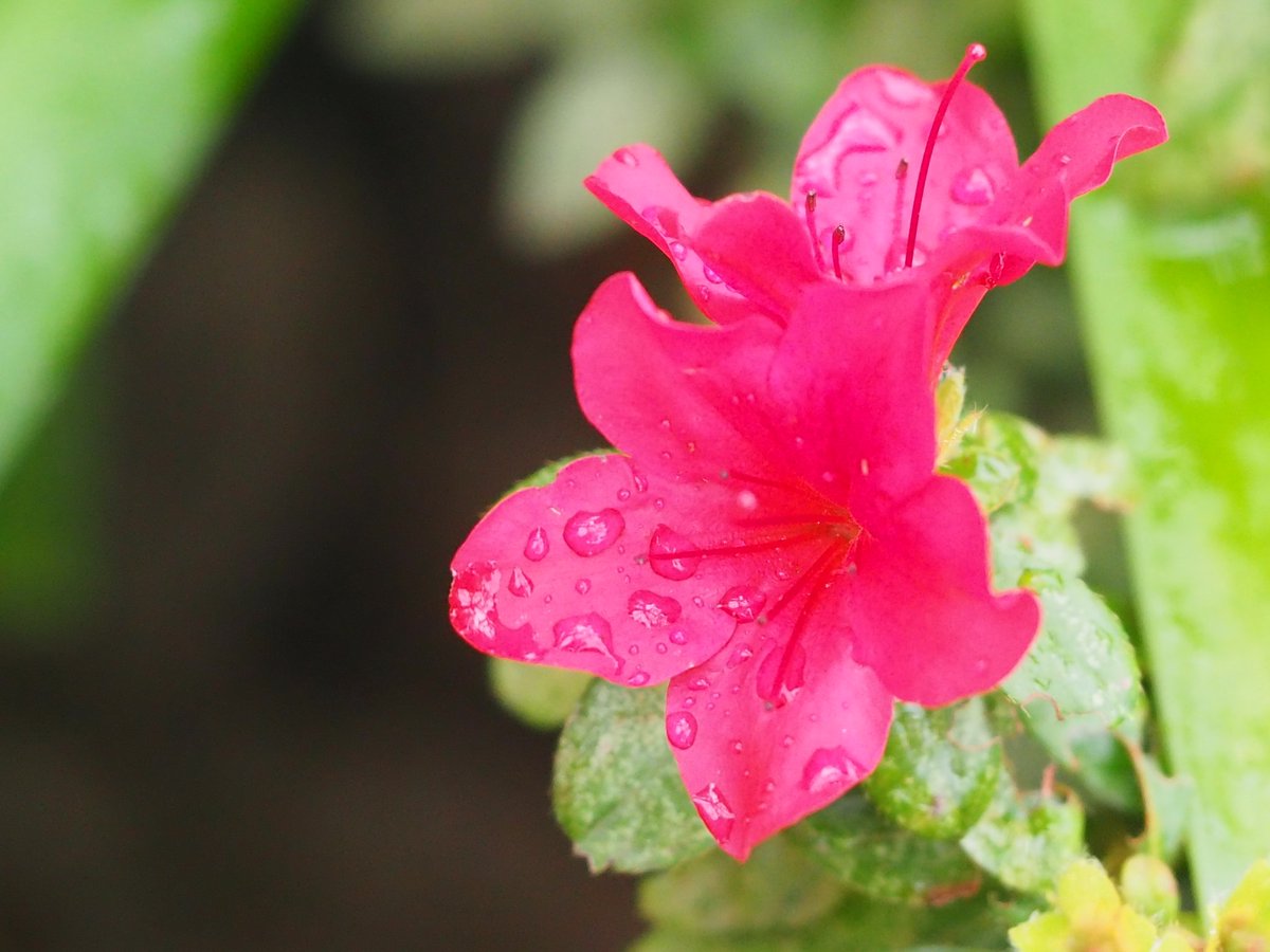 Hashtag ツツジ Na Twitteru