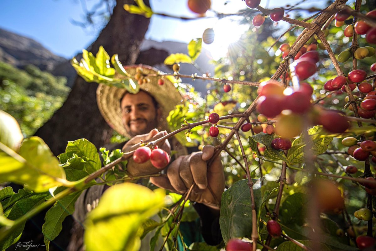 Coffeecommandos's tweet photo. #Yemeni farmers celebrate #InternationalCoffeeDay in #Haraz, Anes areas in #Yemen 
Pictures credit @BadrYousef17 https://t.co/IJB8mhxhMf