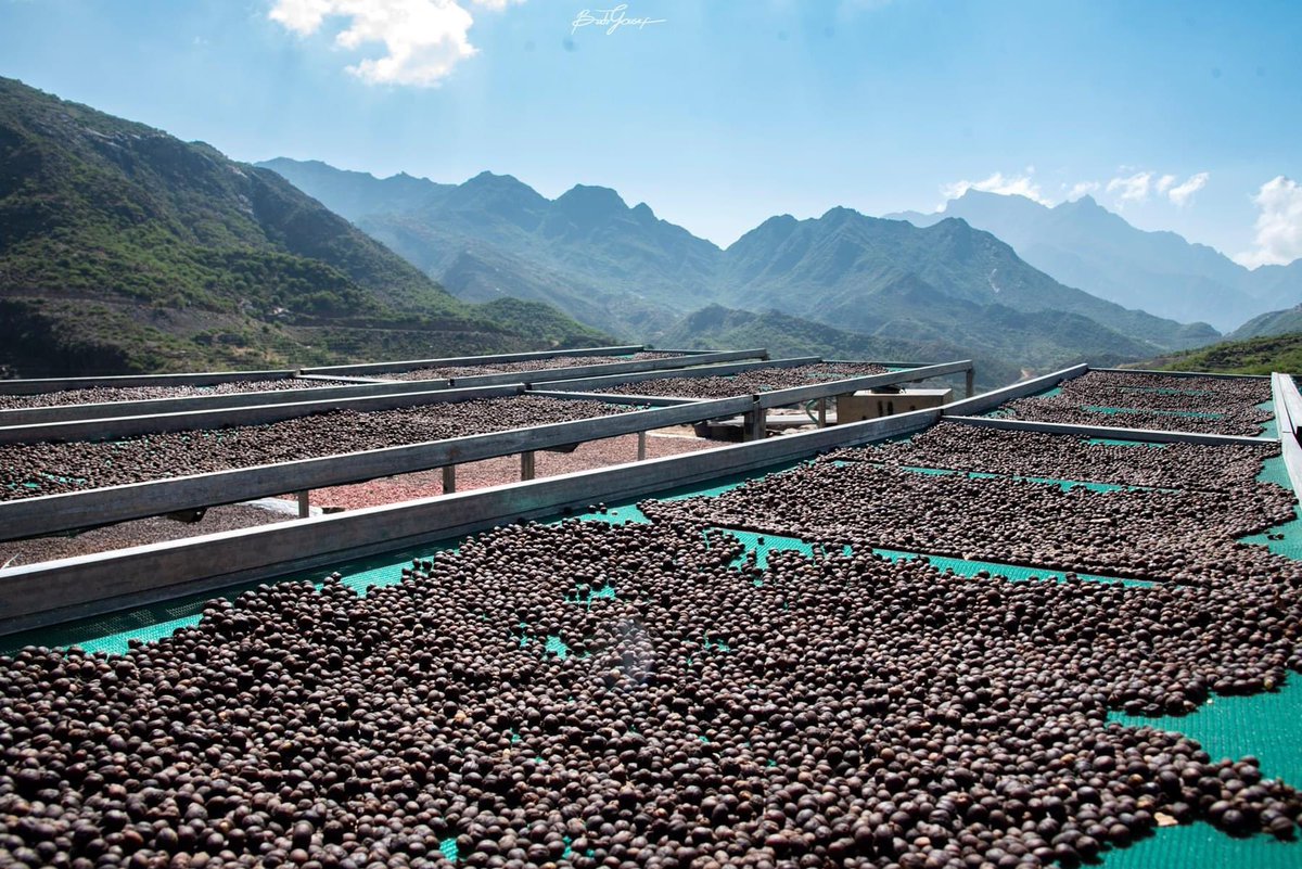 Coffeecommandos's tweet photo. #Yemeni farmers celebrate #InternationalCoffeeDay in #Haraz, Anes areas in #Yemen 
Pictures credit @BadrYousef17 https://t.co/IJB8mhxhMf