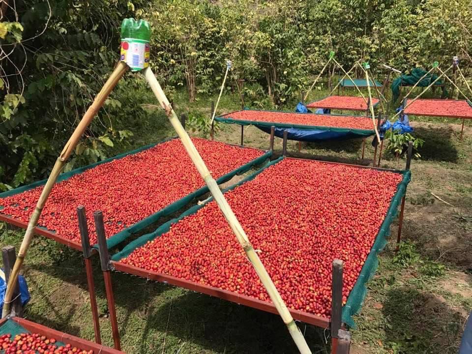 Coffeecommandos's tweet photo. Dwari is an #Arabia #coffee strain from Habri farm in #Yemen 
Photos credit of @mochahunters 
#InternationalCoffeeDay https://t.co/tR53Xf1cET