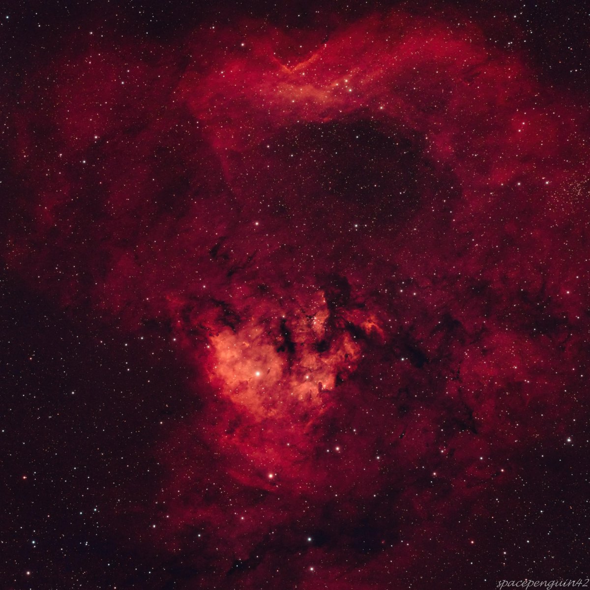 Teddy Bear #Nebula 🧸
