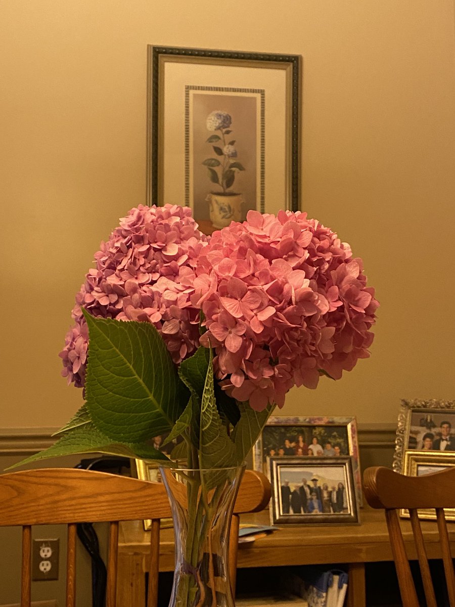 PSUGwen's tweet photo. Beautiful hydrangeas grace our table! Thanks to ⁦@MarisaFerger⁩ for sharing her bounty! I❤️#hydrangeas! https://t.co/1aUOFvjvPl